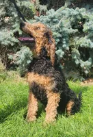 Blaze, a male Goldendoodle for sale in Scottsbluff, NE – 1 of 2
