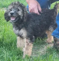 Fia, a female Goldendoodle for sale in Scottsbluff, NE – 2 of 2