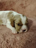 Dexter , a male Cavalier King Charles Spaniel for sale in Glencoe, KY – Photo 4 of 6