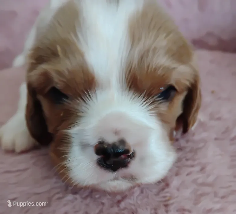 Dexter  – Cavalier King Charles Spaniel puppy for sale in Glencoe, KY