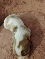 Dexter , a male Cavalier King Charles Spaniel for sale in Glencoe, KY – Photo 5 of 6