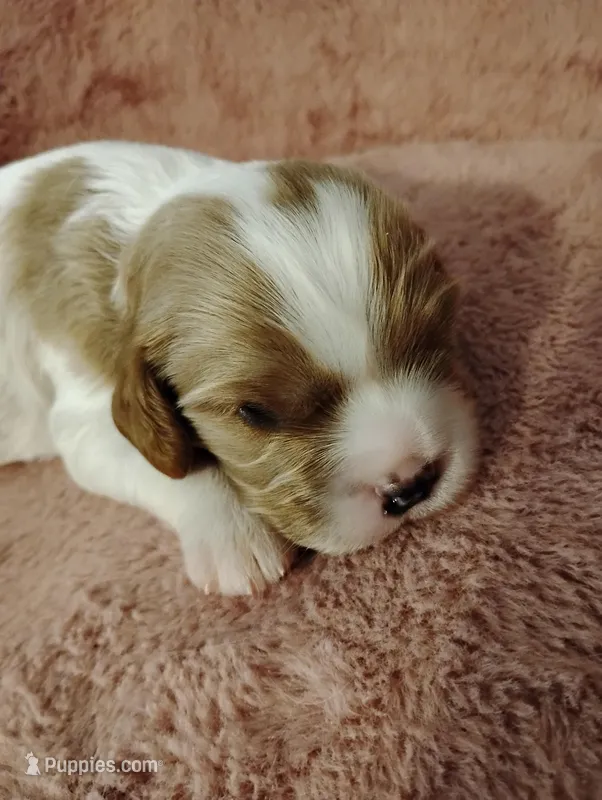 Dexter  – Cavalier King Charles Spaniel puppy for sale in Glencoe, KY