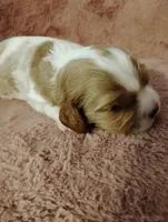 Dexter , a male Cavalier King Charles Spaniel for sale in Glencoe, KY – Photo 2 of 6