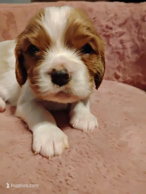Dexter – Cavalier King Charles Spaniel puppy for sale in Glencoe, KY