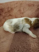 Dexter , a male Cavalier King Charles Spaniel for sale in Glencoe, KY – Photo 6 of 6