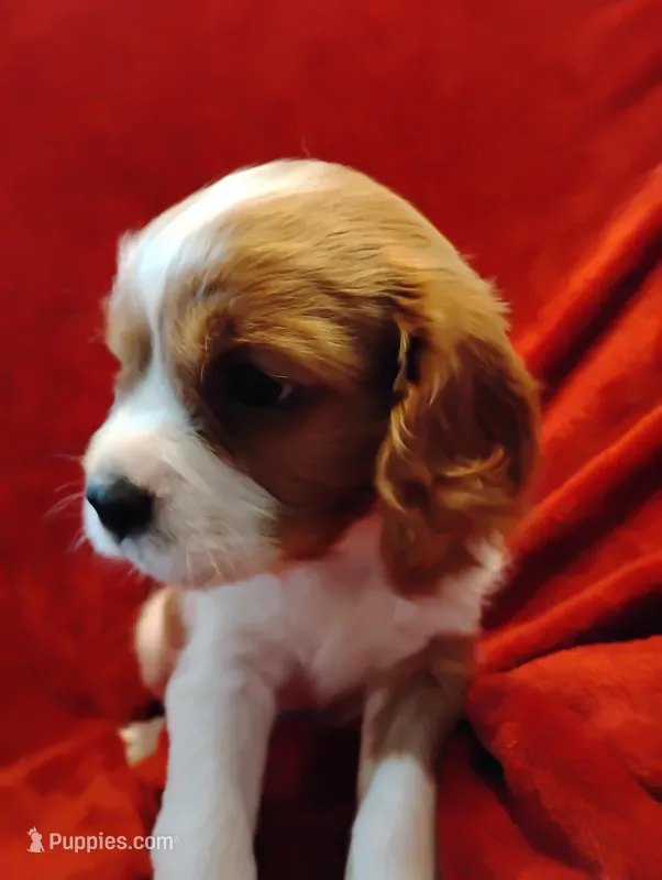 Dexter – Cavalier King Charles Spaniel puppy for sale in Glencoe, KY