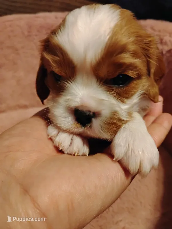 Nugget – Cavalier King Charles Spaniel puppy for sale in Glencoe, KY