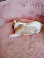 Winston's , a male Cavalier King Charles Spaniel for sale in Glencoe, KY – Photo 3 of 6