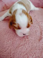 Winston's , a male Cavalier King Charles Spaniel for sale in Glencoe, KY – Photo 4 of 6