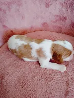 Winston's , a male Cavalier King Charles Spaniel for sale in Glencoe, KY – Photo 2 of 6