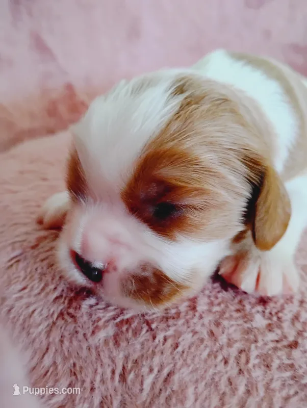 Winston's  – Cavalier King Charles Spaniel puppy for sale in Glencoe, KY