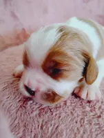 Winston's , a male Cavalier King Charles Spaniel for sale in Glencoe, KY – Photo 1 of 6