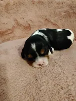 Bobo , a male Cavalier King Charles Spaniel for sale in Glencoe, KY – Photo 4 of 6