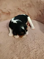 Bobo , a male Cavalier King Charles Spaniel for sale in Glencoe, KY – Photo 3 of 6