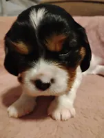 Bobo, a male Cavalier King Charles Spaniel for sale in Glencoe, KY – Photo 7 of 9