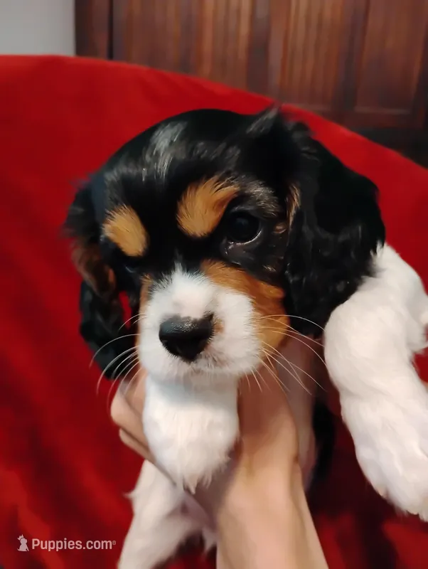 Bobo, a male Cavalier King Charles Spaniel for sale in Glencoe, KY – Photo 1 of 9