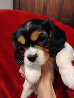 Bobo, a male Cavalier King Charles Spaniel for sale in Glencoe, KY – Photo 1 of 9