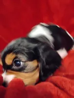 Bobo, a male Cavalier King Charles Spaniel for sale in Glencoe, KY – Photo 2 of 9
