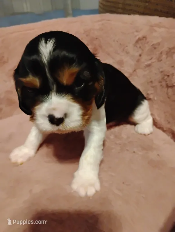 Bobo – Cavalier King Charles Spaniel puppy for sale in Glencoe, KY