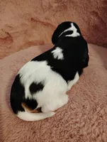 Bobo , a male Cavalier King Charles Spaniel for sale in Glencoe, KY – Photo 2 of 6