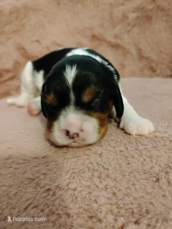 Bobo  – Cavalier King Charles Spaniel puppy for sale in Glencoe, KY