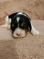 Bobo , a male Cavalier King Charles Spaniel for sale in Glencoe, KY – Photo 1 of 6