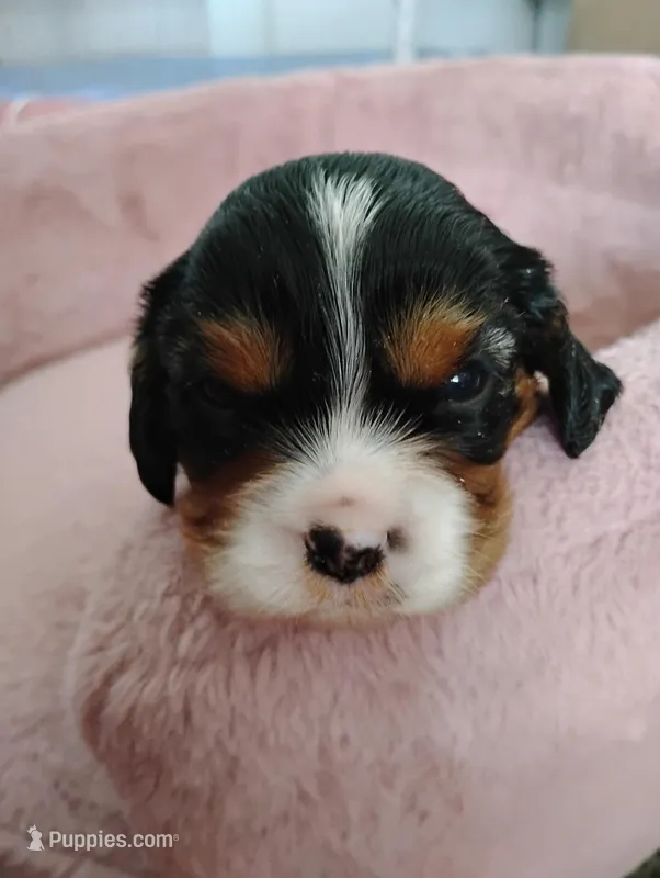 Bobo  – Cavalier King Charles Spaniel puppy for sale in Glencoe, KY