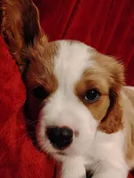 Winston's, a male Cavalier King Charles Spaniel for sale in Glencoe, KY – 5 of 9