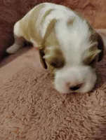 Winston's , a male Cavalier King Charles Spaniel for sale in Glencoe, KY – Photo 7 of 7