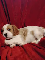 Winston's, a male Cavalier King Charles Spaniel for sale in Glencoe, KY – 9 of 9