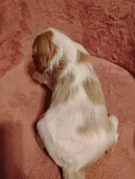 Winston's, a male Cavalier King Charles Spaniel for sale in Glencoe, KY – 4 of 9