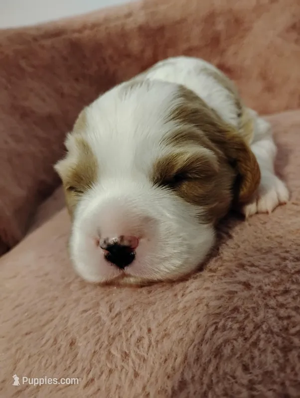 Winston's  – Cavalier King Charles Spaniel puppy for sale in Glencoe, KY
