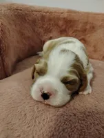 Winston's , a male Cavalier King Charles Spaniel for sale in Glencoe, KY – Photo 2 of 7