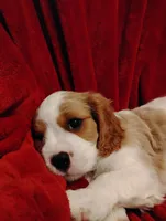 Winston's, a male Cavalier King Charles Spaniel for sale in Glencoe, KY – 2 of 9