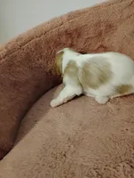 Winston's , a male Cavalier King Charles Spaniel for sale in Glencoe, KY – Photo 5 of 7