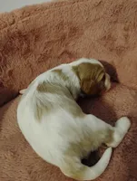 Winston's , a male Cavalier King Charles Spaniel for sale in Glencoe, KY – Photo 6 of 7