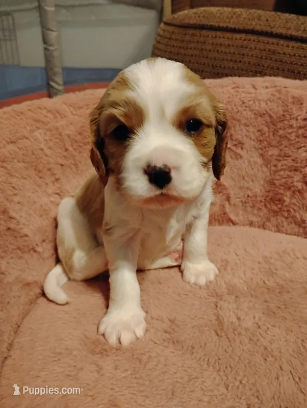 Winston's – Cavalier King Charles Spaniel puppy for sale in Glencoe, KY