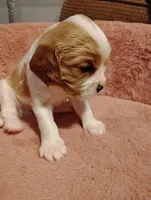 Winston's, a male Cavalier King Charles Spaniel for sale in Glencoe, KY – 7 of 9