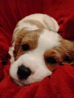 Winston's, a male Cavalier King Charles Spaniel for sale in Glencoe, KY – 6 of 9