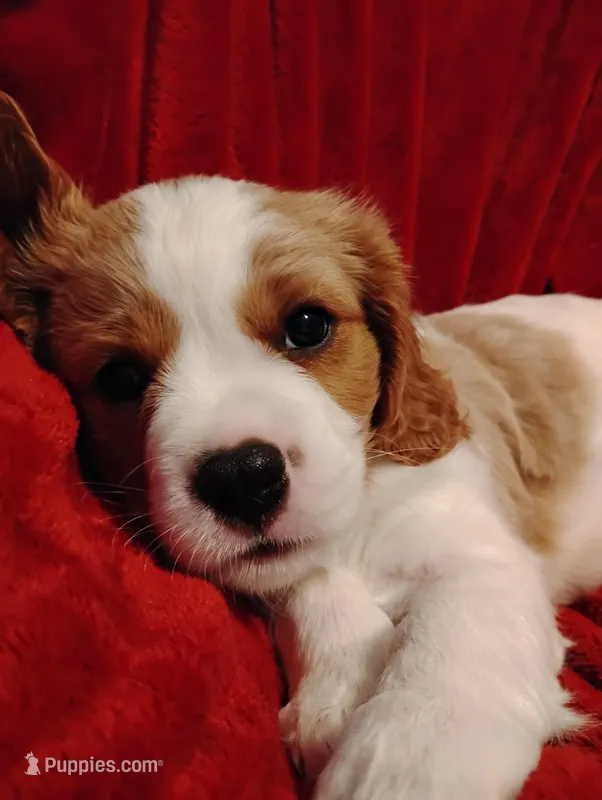 Winston's – Cavalier King Charles Spaniel puppy for sale in Glencoe, KY