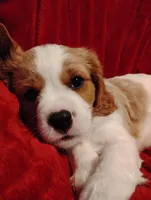 Winston's, a male Cavalier King Charles Spaniel for sale in Glencoe, KY – 1 of 9