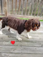 Jax , a male Cavalier King Charles Spaniel for sale in Glencoe, KY – Photo 6 of 6