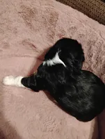 Jax, a male Cavalier King Charles Spaniel for sale in Glencoe, KY – 2 of 7