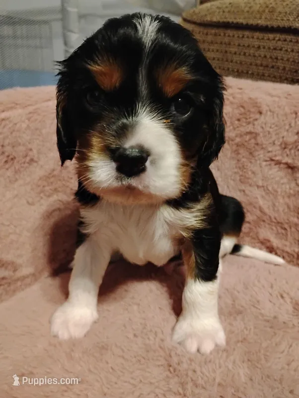 Jax – Cavalier King Charles Spaniel puppy for sale in Glencoe, KY