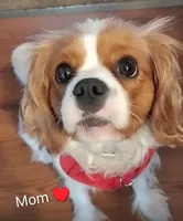 Jax , a male Cavalier King Charles Spaniel for sale in Glencoe, KY – Photo 5 of 6