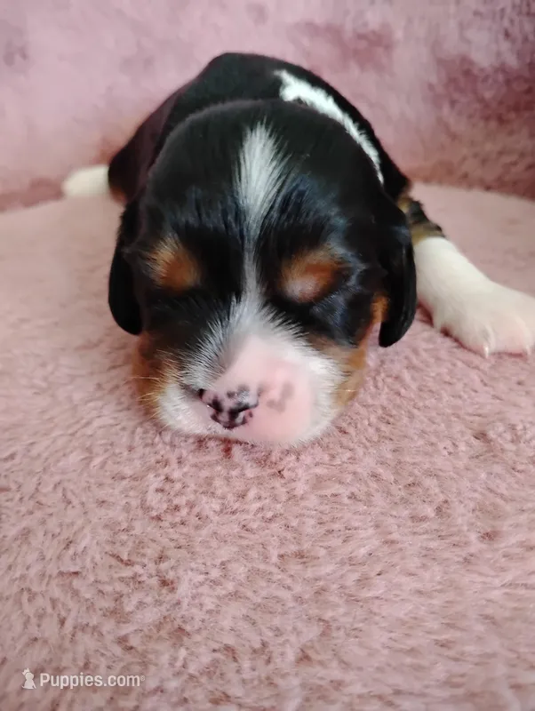 Jax  – Cavalier King Charles Spaniel puppy for sale in Glencoe, KY