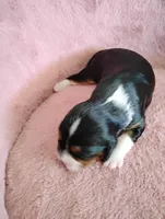 Jax , a male Cavalier King Charles Spaniel for sale in Glencoe, KY – Photo 2 of 6