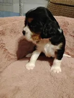 Jax, a male Cavalier King Charles Spaniel for sale in Glencoe, KY – 3 of 7