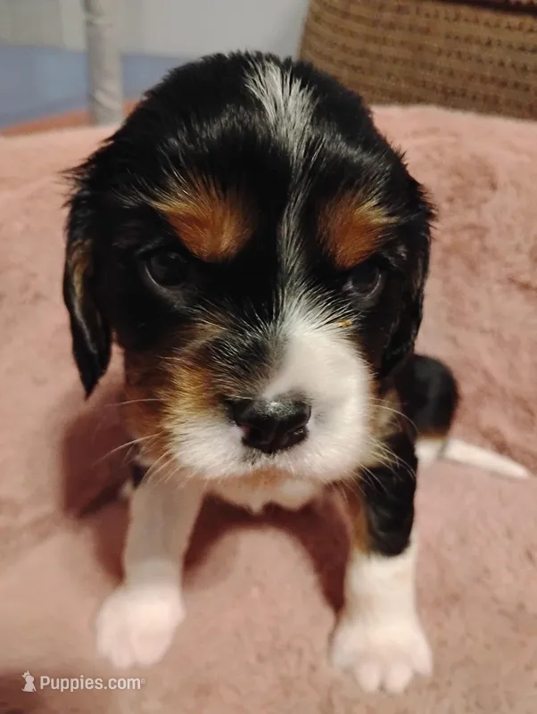 Jax – Cavalier King Charles Spaniel puppy for sale in Glencoe, KY