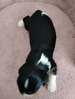 Jax , a male Cavalier King Charles Spaniel for sale in Glencoe, KY – Photo 4 of 6